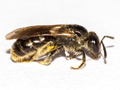 Lasioglossum pauxillum